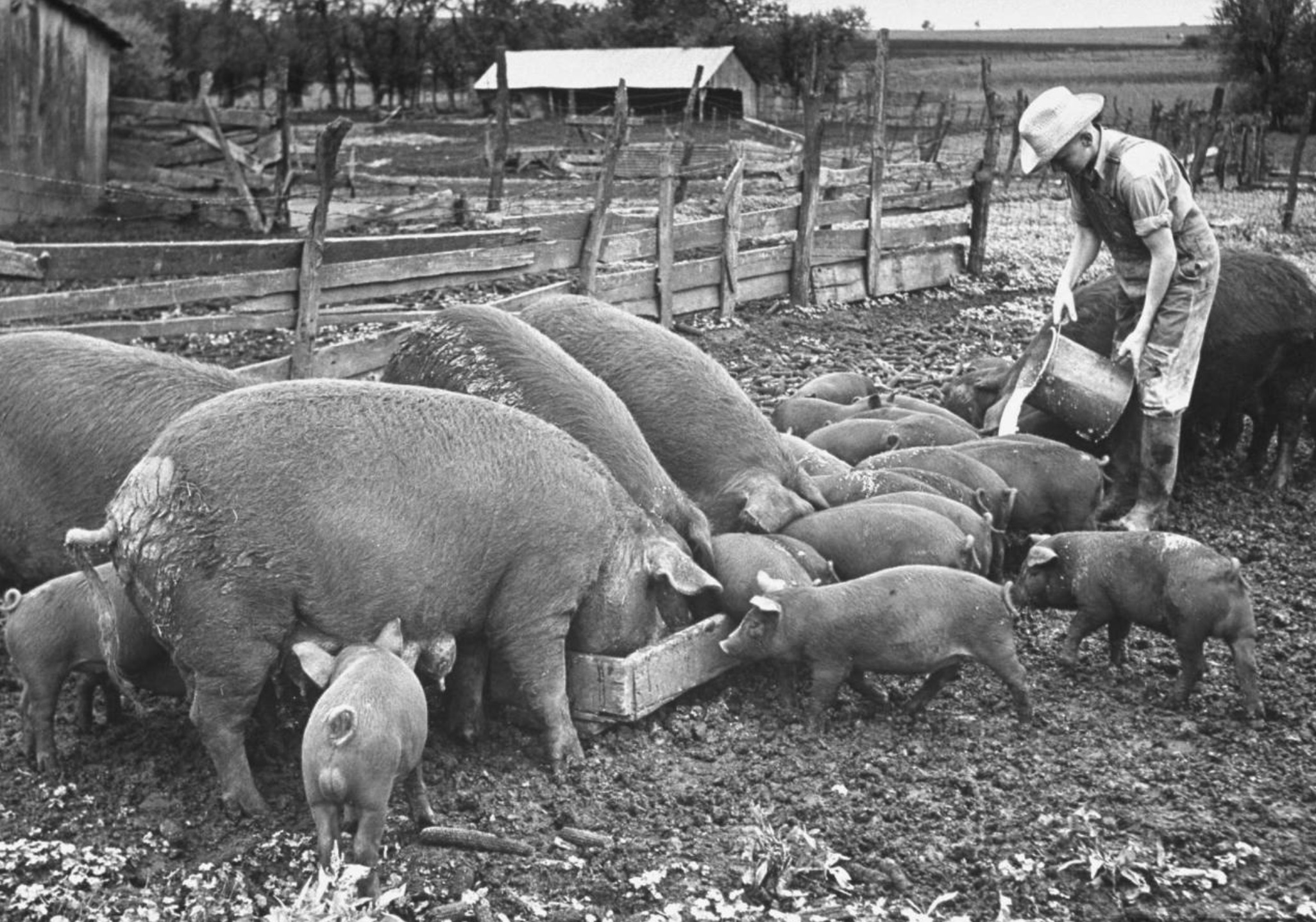 old pig farm